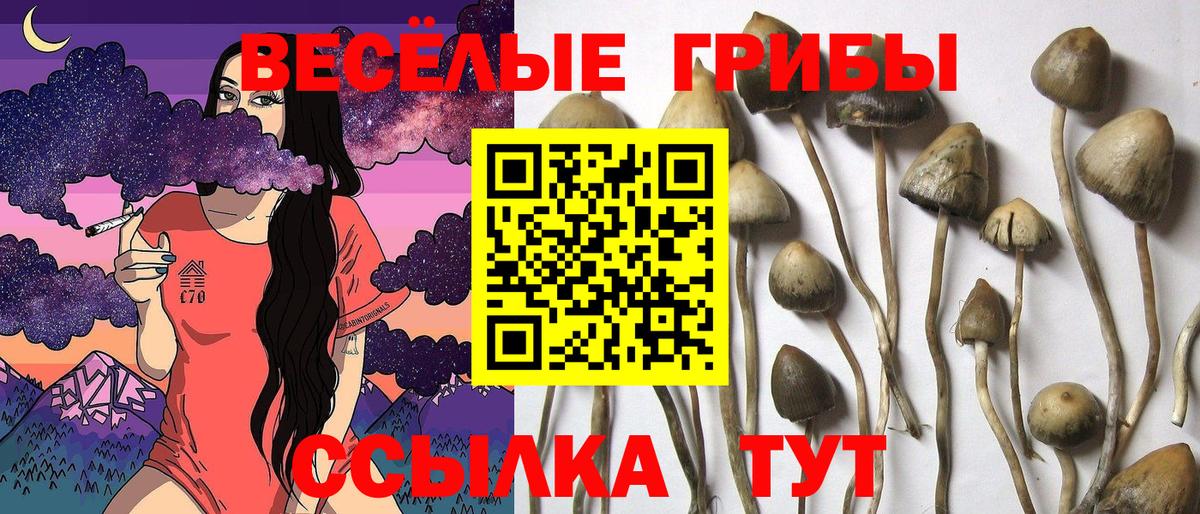 Губкинский  Псилоцибиновые грибы Psilocybe  Вход с VPN  Псилоцибиновые грибы Cubensis 